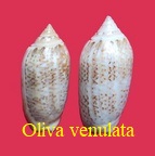 Oliva (Strephona) venulata, Lamarck 1811